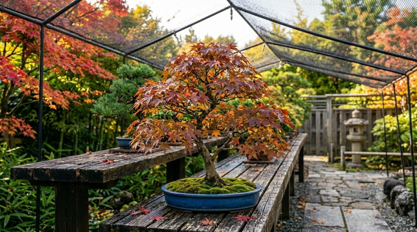 秋の紅葉が美しい楓の盆栽の画像（夏管理を経た充実した樹姿）
